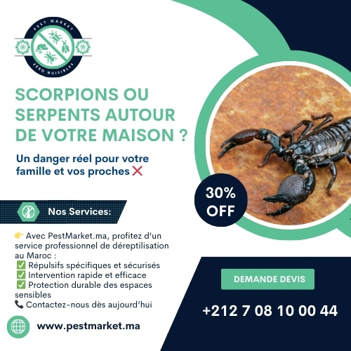 Déreptilisation Maroc