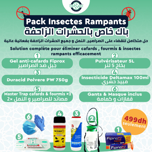 Pack Insectes Rampants Maroc